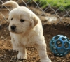 Beatiful-Golden-Retriever-Pups-11-weeks-old-Excellent-Pedigree-