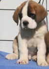 Top-qualities-saint-Bernard-puppies-for-free-