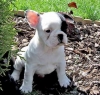 lovely-french-bull-dog-puppies