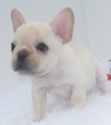 Adorable-French-bulldog-pups