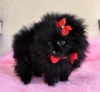 Healthy-Quality-Pomeranian-Puppies-For-adoption