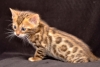 Quality-TICA-Bengals-Kittens-Available-