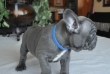 french-bulldog-for-good-home