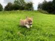Welsh-Pembroke-Corgi-Puppies-For-Their-Forever-Homes