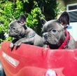 Beautiful-and-best-French-Bulldog-Puppies-For-good-homes