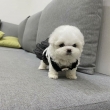 Teacup-Bichon-Frise-Puppies-For-Sale