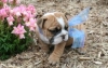 nice-looking-bulldog-puppies-for-free-adoption-to-any-loving-and-caring-home