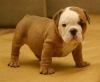 nice-looking-bulldog-puppies-for-free-adoption-to-any-loving-and-caring-home