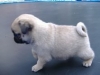pug puppies for adoption