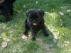 cute-pug-puppies-for-adoption-